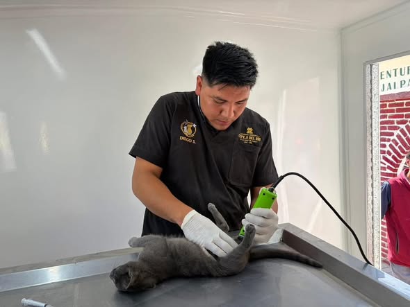 Realizan campaña de esterilización canina y felina gratuita en comunidad de Tepeji