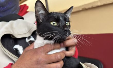 Avanza campaña gratuita de esterilización canina y felina en Tepeji del Río