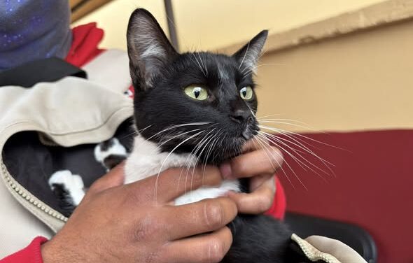 Avanza campaña gratuita de esterilización canina y felina en Tepeji del Río