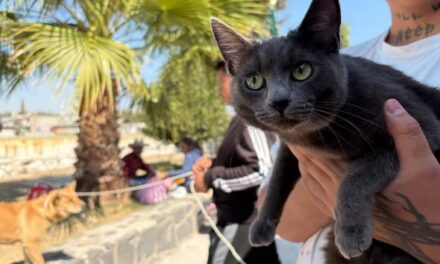 Avanza campaña de esterilización felina y canina en Tepeji del Río