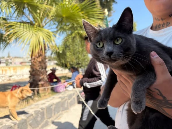 Avanza campaña de esterilización felina y canina en Tepeji del Río