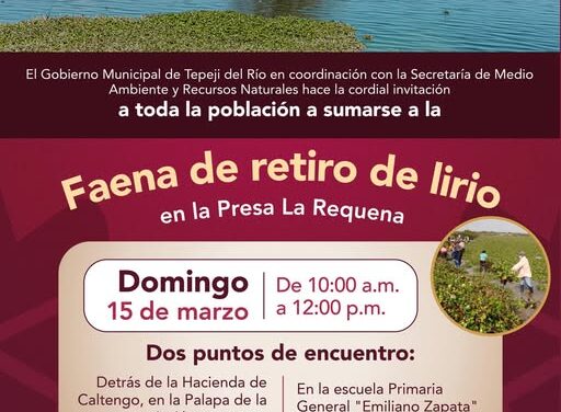 Invitan a participar en la Faena de retiro de lirio acuático en la Presa Requena