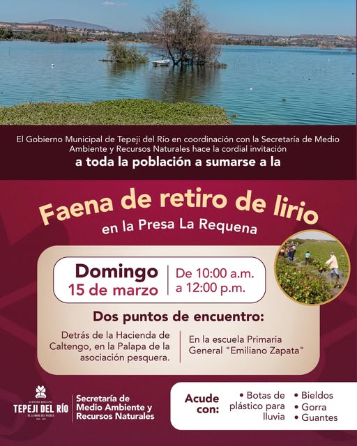 Invitan a participar en la Faena de retiro de lirio acuático en la Presa Requena