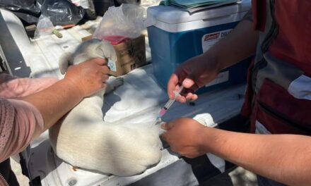 Campaña de Vacunción antirrábica llega a San Ignacio Nopala