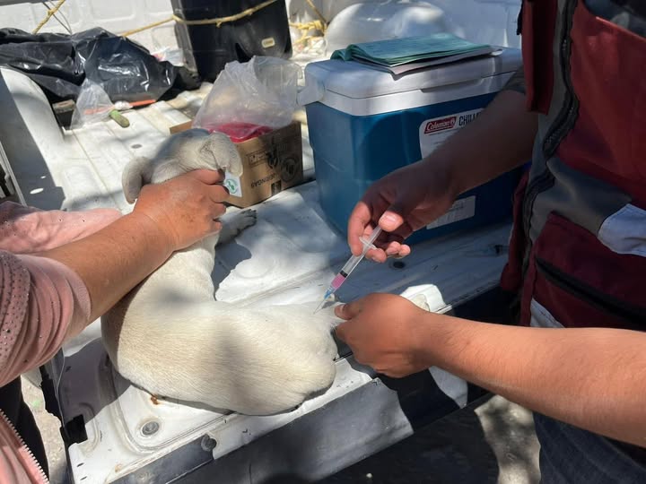 Campaña de Vacunción antirrábica llega a San Ignacio Nopala