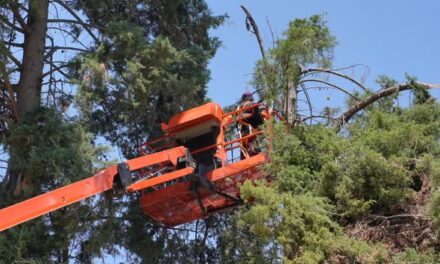 Realizan trabajos de poda de árboles en escuela de Tepeji del Río