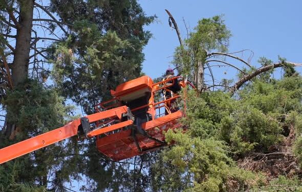 Realizan trabajos de poda de árboles en escuela de Tepeji del Río