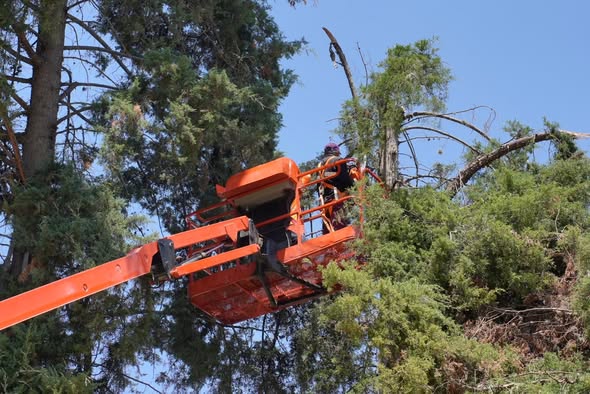 Realizan trabajos de poda de árboles en escuela de Tepeji del Río