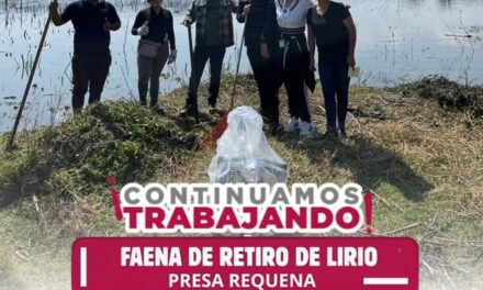 Comisión de Agua Tepeji participa en la faena de retiro de lirio en la Presa Requena