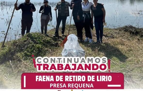 Comisión de Agua Tepeji participa en la faena de retiro de lirio en la Presa Requena