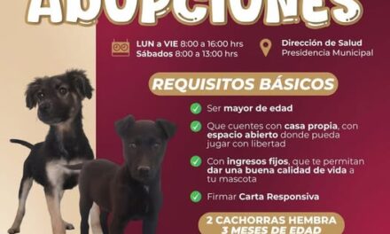 El Gobierno Municipal de Atotonilco de Tula busca un hogar lleno de amor para estas dos cachoritas