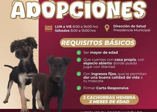 El Gobierno Municipal de Atotonilco de Tula busca un hogar lleno de amor para estas dos cachoritas