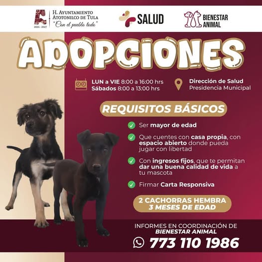 El Gobierno Municipal de Atotonilco de Tula busca un hogar lleno de amor para estas dos cachoritas