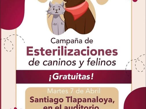 Continúa campaña de esterilización felina y canina en Tepeji del Río