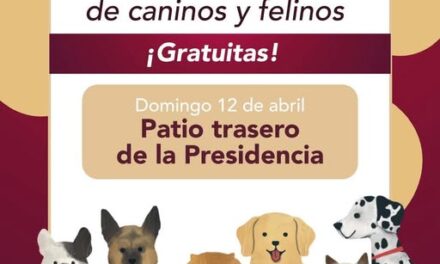 Gobierno de Tepeji realizará una Campaña Gratuita de Esterilización Felina y Canina en la cabecera municipal