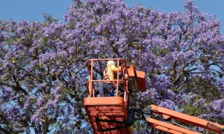 Inicia primera jornada de saneamiento forestal en la parroquia de San Francisco de Asís de Tepeji
