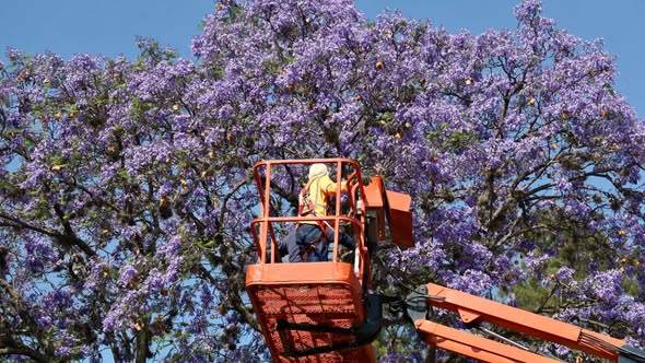 Inicia primera jornada de saneamiento forestal en la parroquia de San Francisco de Asís de Tepeji