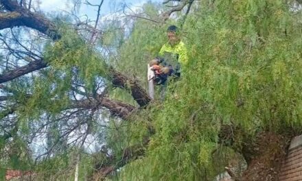Realizan labores de tala y retiro de un árbol que cayó sobre la barda de la Técnica 12 en Tepeji