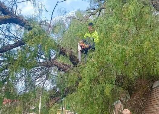 Realizan labores de tala y retiro de un árbol que cayó sobre la barda de la Técnica 12 en Tepeji