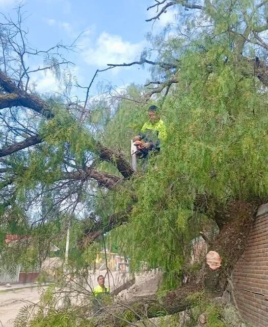 Realizan labores de tala y retiro de un árbol que cayó sobre la barda de la Técnica 12 en Tepeji