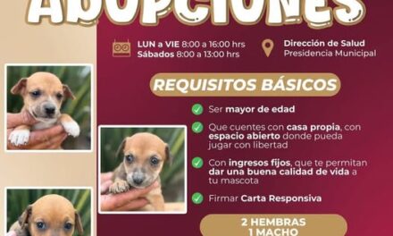 Gobierno de Atotonilco de Tula pone en adopción cachorros rescatados