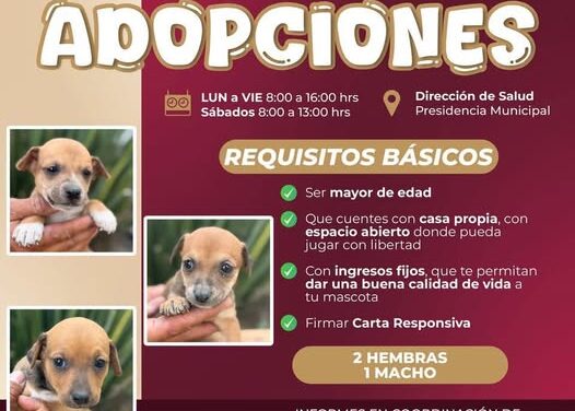Gobierno de Atotonilco de Tula pone en adopción cachorros rescatados