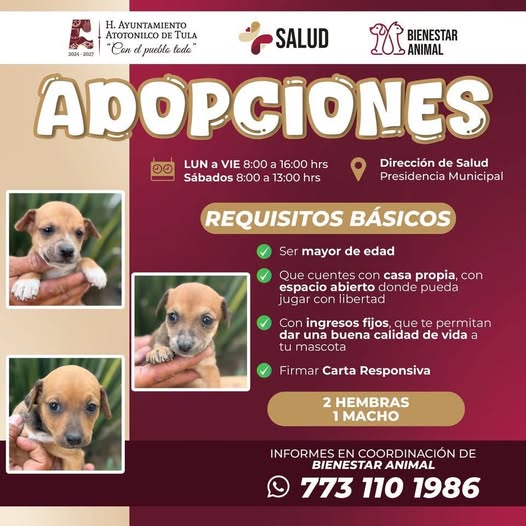 Gobierno de Atotonilco de Tula pone en adopción cachorros rescatados
