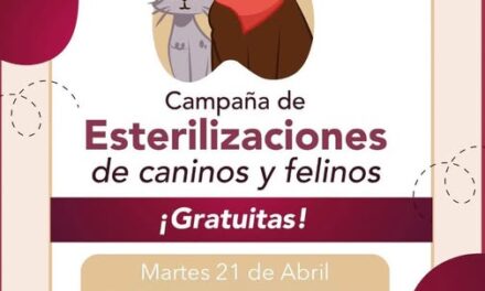 Continúan Jornadas de Esterilización Canina y Felina en Tepeji del Río