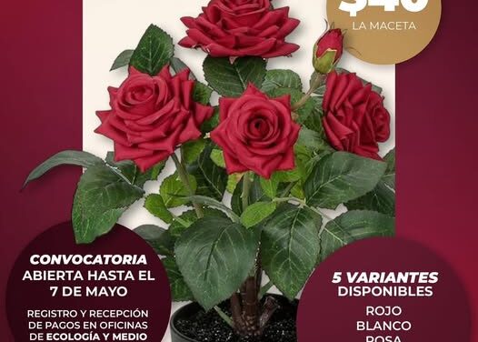 Hoy, último día para apartar una hermosa maceta de rosas para mamá en Atotonilco de Tula
