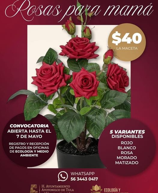 Hoy, último día para apartar una hermosa maceta de rosas para mamá en Atotonilco de Tula