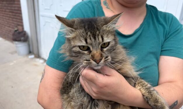 Unidad móvil de vacunación antirrábica aplica más de 300 dósis a perros y gatos en la localidad de Vista Hermosa