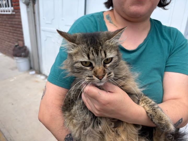 Unidad móvil de vacunación antirrábica aplica más de 300 dósis a perros y gatos en la localidad de Vista Hermosa