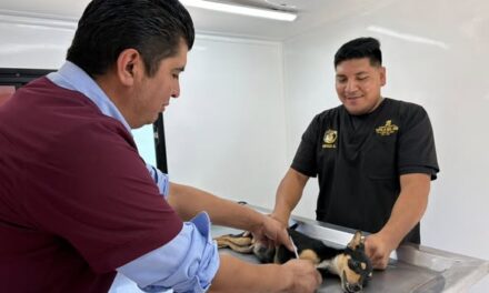 Tepeji del Río fomenta el cuidado de las mascotas con campañas de esterilización