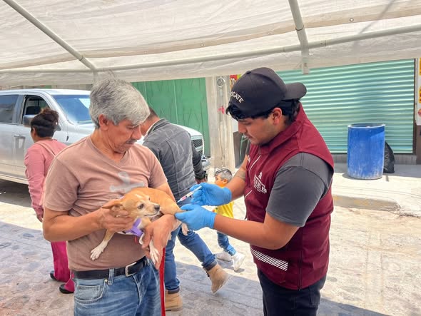 Avanza Campaña de Vacunación Antirrábica 2026 en Tepeji del Río