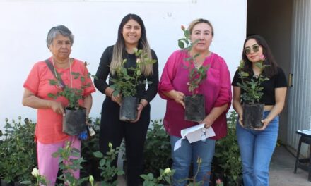 Entregan macetas de rosas adquiridas a bajo costo en Atotonilco de Tula