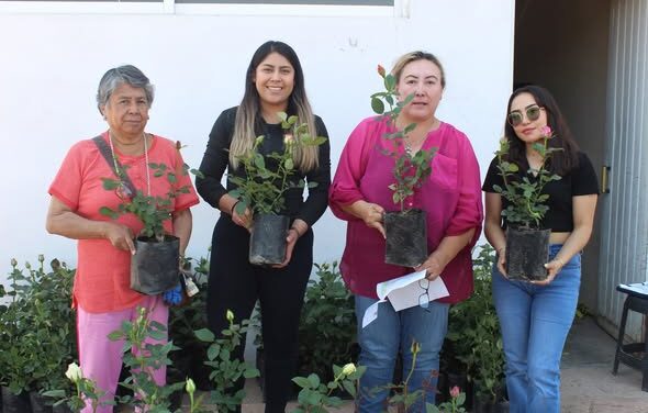 Entregan macetas de rosas adquiridas a bajo costo en Atotonilco de Tula