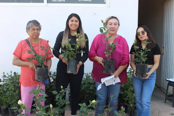 Entregan macetas de rosas adquiridas a bajo costo en Atotonilco de Tula
