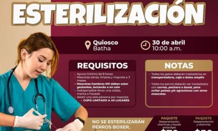 Continúa campaña de esterilización felina y canina gratuita en Atotonilco de Tula