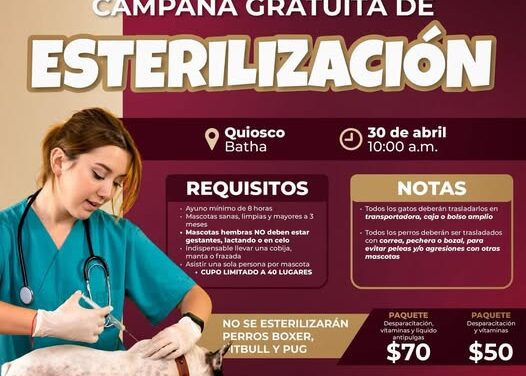 Continúa campaña de esterilización felina y canina gratuita en Atotonilco de Tula