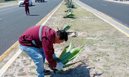 Avanzan trabajos de reforestación en el camellón de la antigua carretera México Querétaro