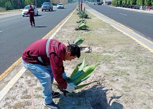 Avanzan trabajos de reforestación en el camellón de la antigua carretera México Querétaro