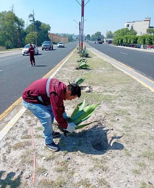 Avanzan trabajos de reforestación en el camellón de la antigua carretera México Querétaro