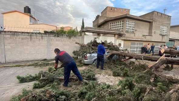 PC Tula atiende reportes de caída de árboles tras las lluvias