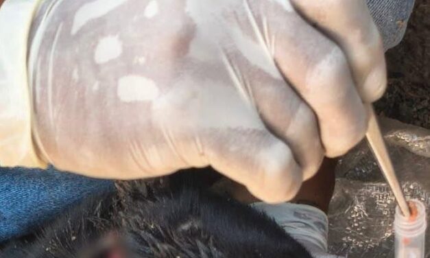 Reportan caso positivo de gusano barrenador en Atotonilco de Tula; activan brigada de atención y prevención