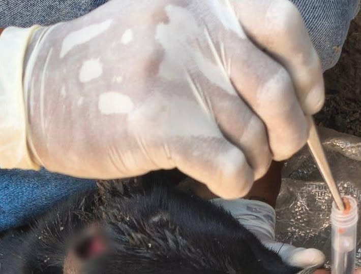 Reportan caso positivo de gusano barrenador en Atotonilco de Tula; activan brigada de atención y prevención