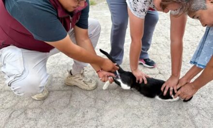 Aplican más de 100 dósis de vacuna antirrábica a caninos y felinos de comunidad de Tepeji del Río