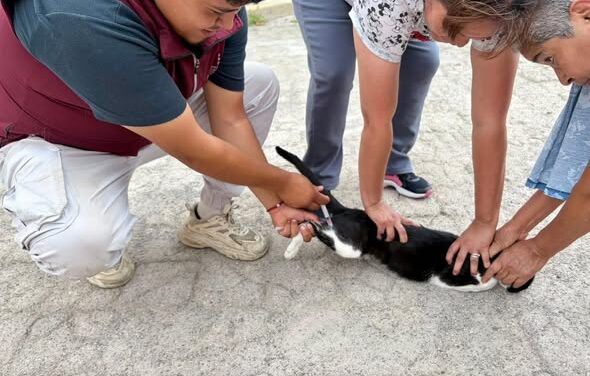 Aplican más de 100 dósis de vacuna antirrábica a caninos y felinos de comunidad de Tepeji del Río