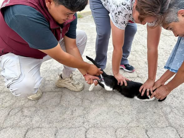 Aplican más de 100 dósis de vacuna antirrábica a caninos y felinos de comunidad de Tepeji del Río