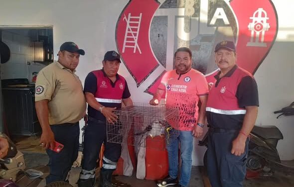 PC Tula atiende reporte de halcón herido