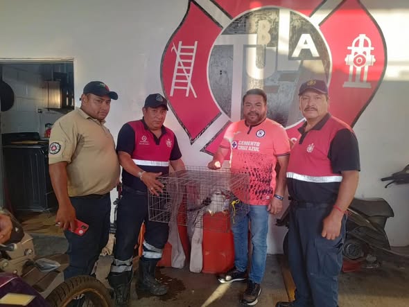 PC Tula atiende reporte de halcón herido